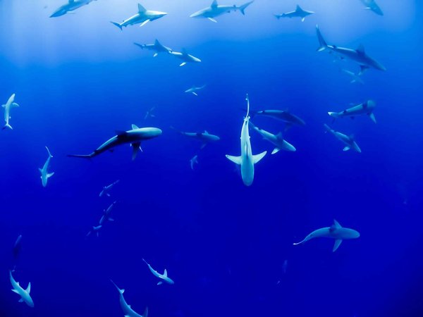 Quels sont les secrets pour une expérience de plongée avec les requins blancs en Afrique du Sud ?